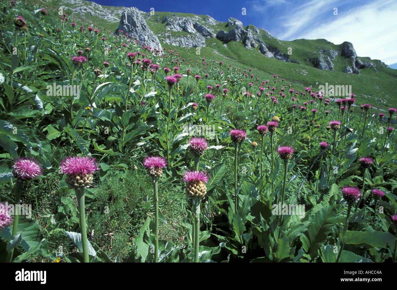 Rhaponticum Scariosum Alpi Italy Stock Photo