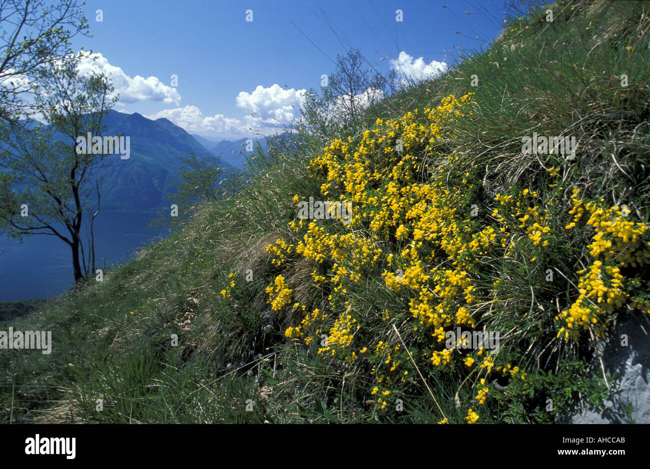 Genista Radiata Broom Alpi Appennini Italy Stock Photo