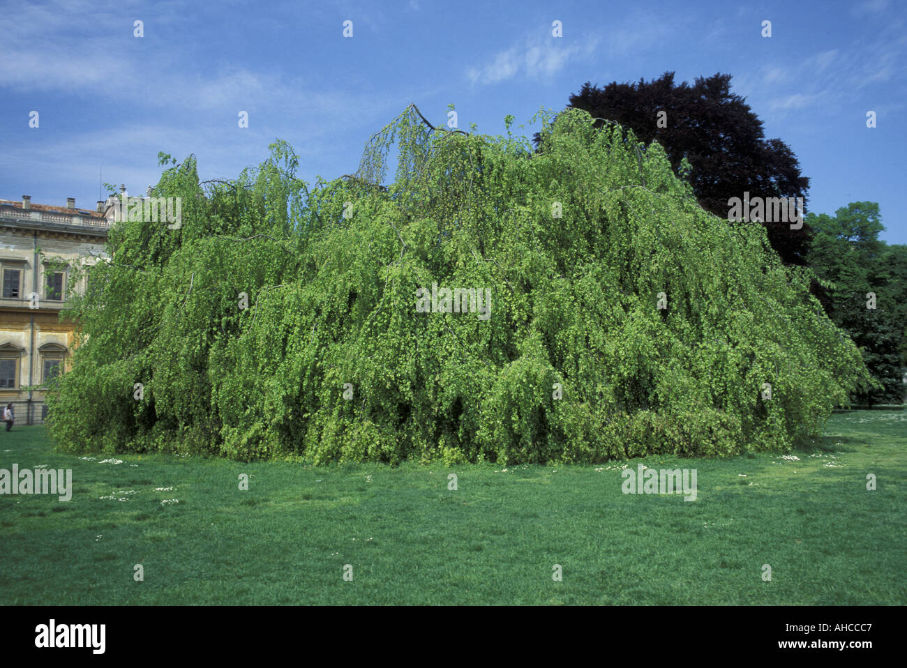 Fagus Sylvatica Beech Italy Stock Photo