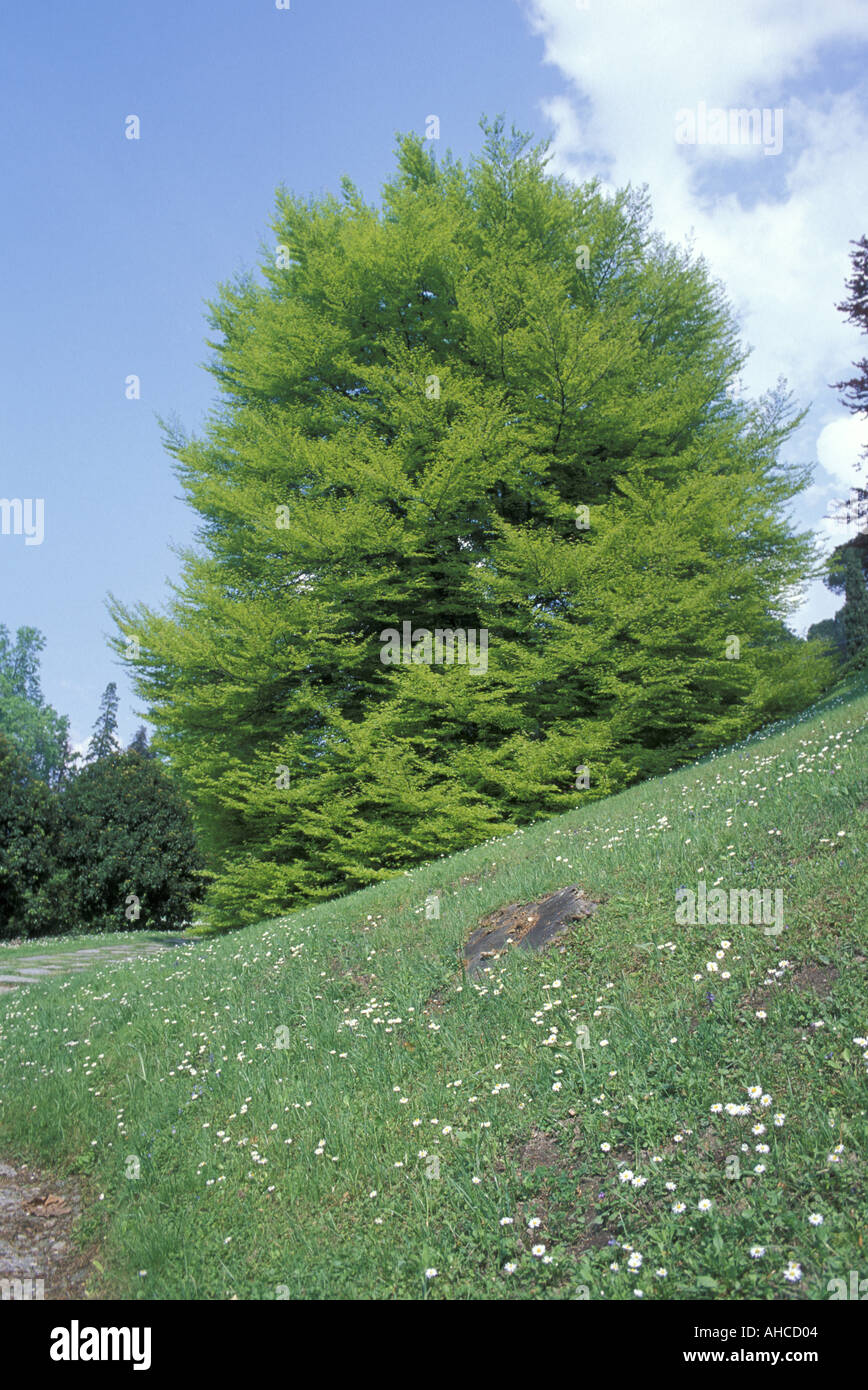 Fagus Sylvatica Beech Italy Stock Photo