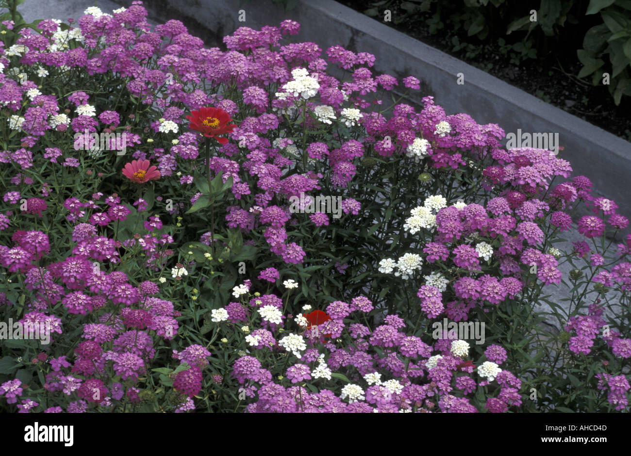 Iberis Umbellata Italy Stock Photo