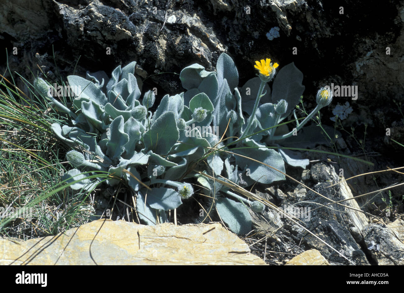 Hieracium Lanatum Alpi Italy Stock Photo