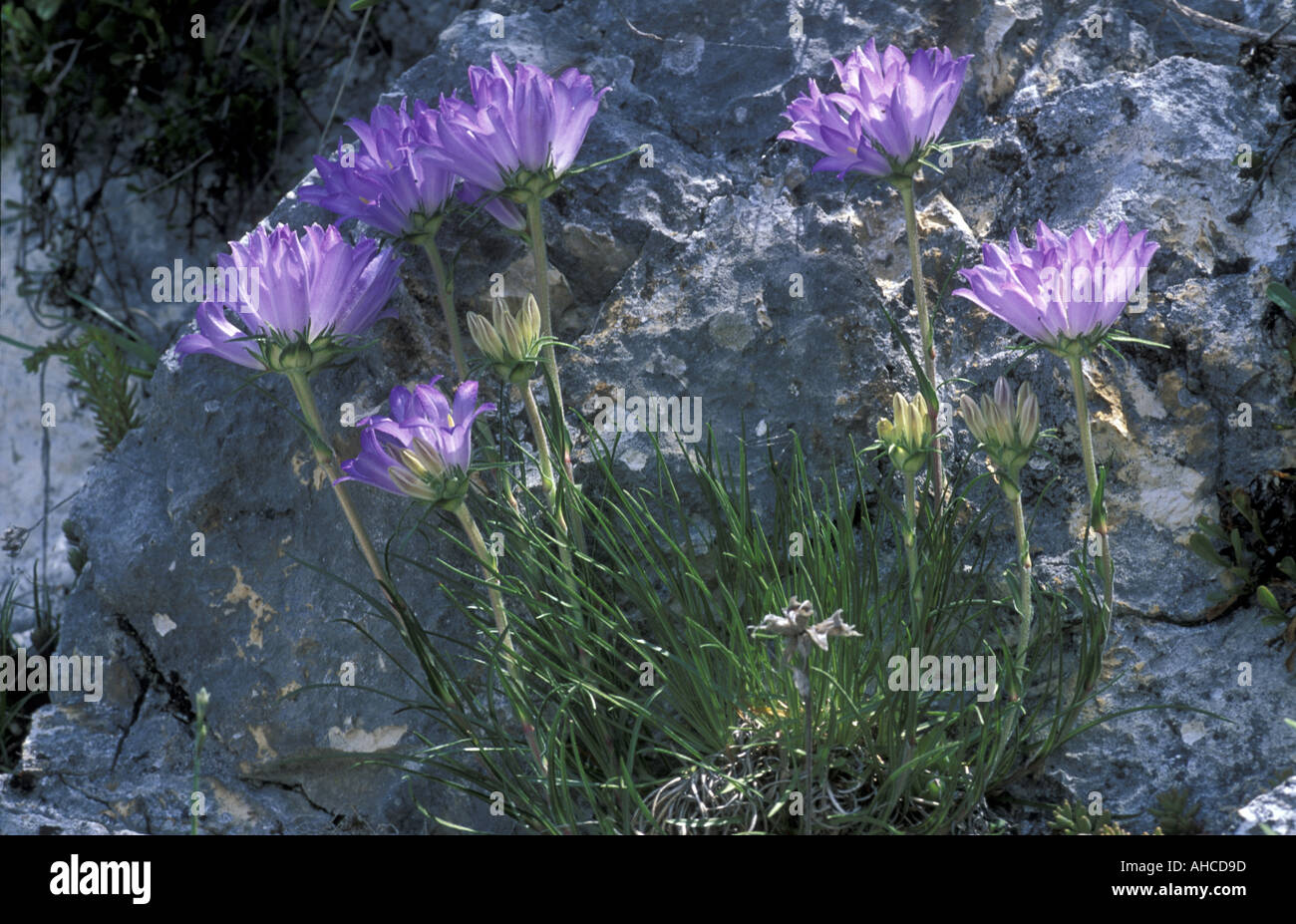 Edraianthus Graminifolius Appennini Italy Stock Photo