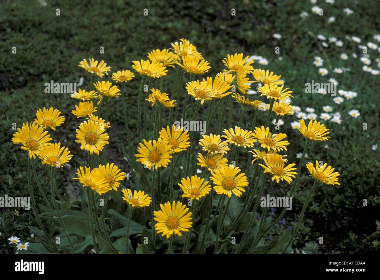 Doronicum Grandiflorum Alpi Italy Stock Photo