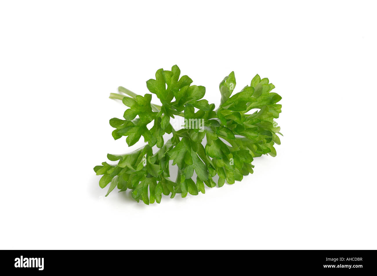 Sprig of curly parsley Stock Photo Alamy