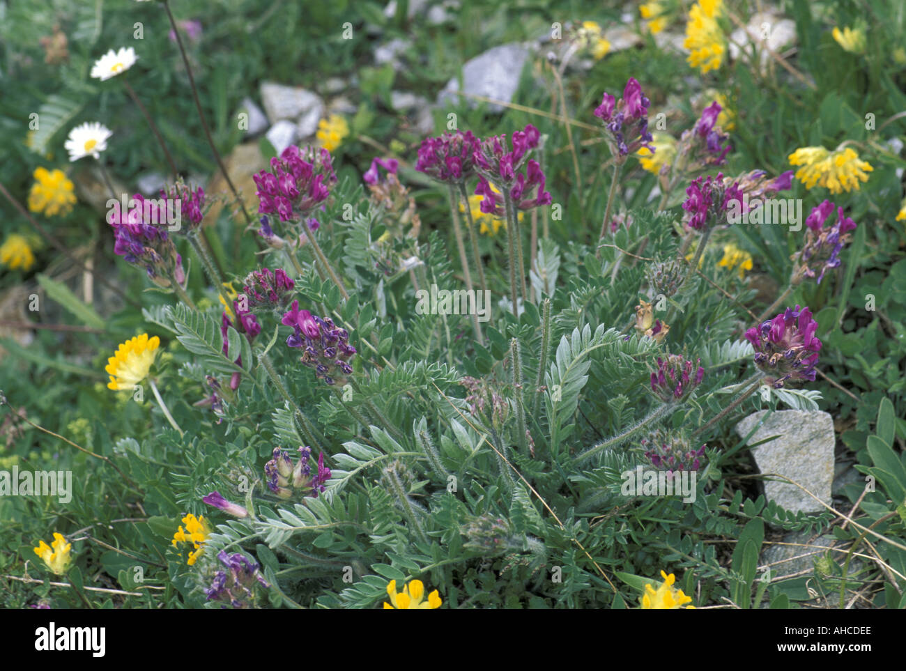 Anthyllis Montana Alpi Italy Stock Photo