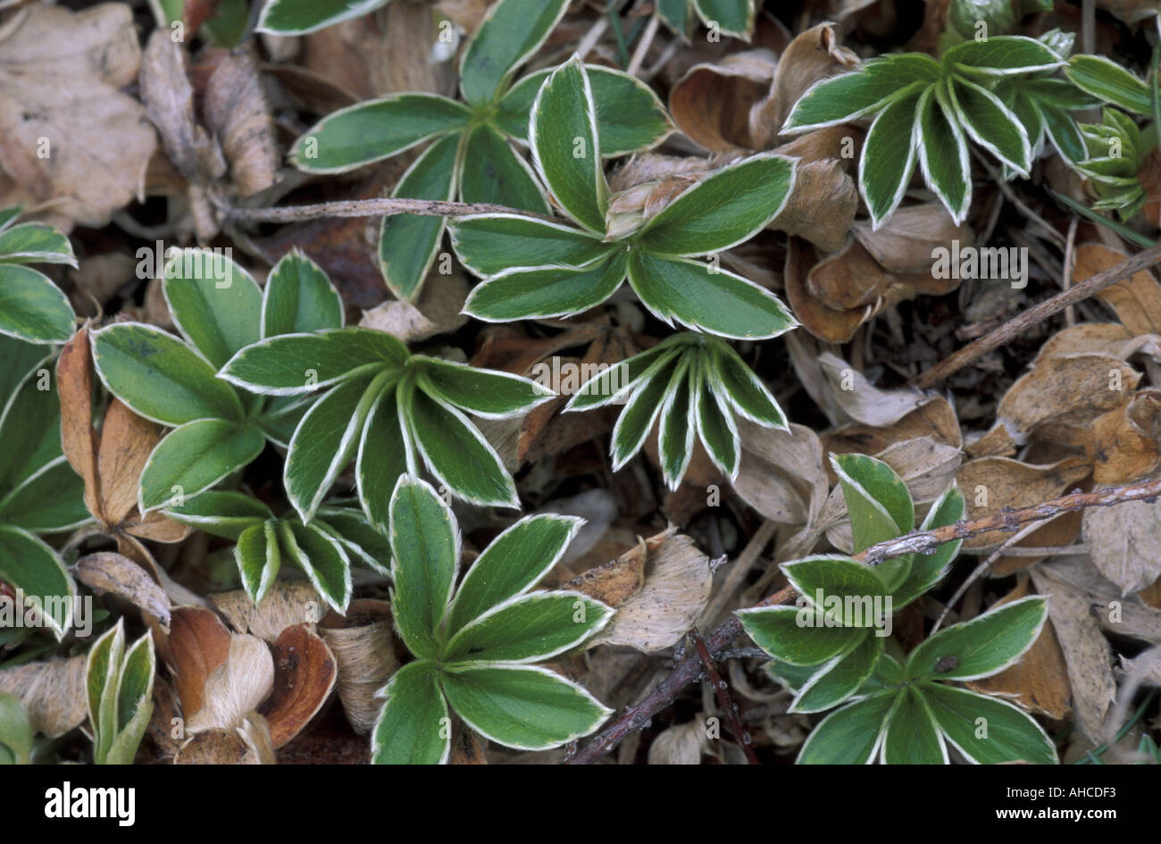 Alchemilla Alpina Alpi Italy Stock Photo