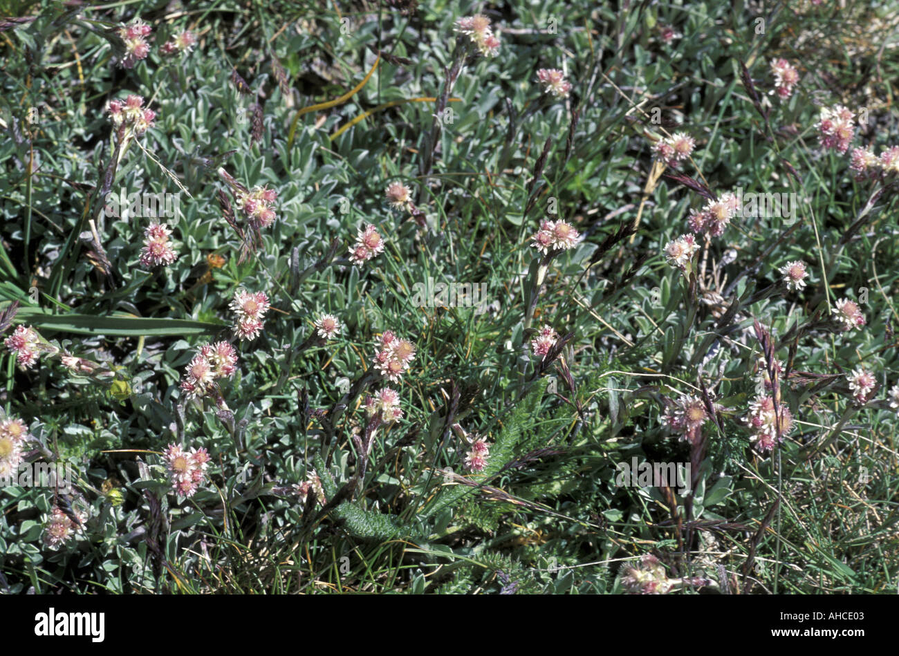 Antennaria Dioica Alpi Italy Stock Photo