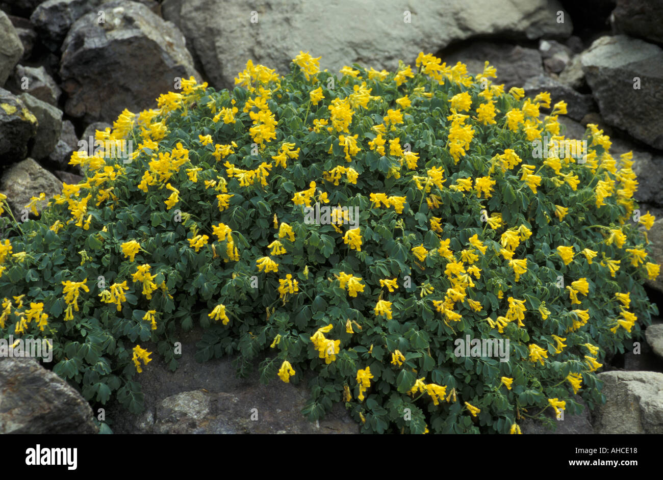 Corydalis Lutea Alpi Italy Stock Photo