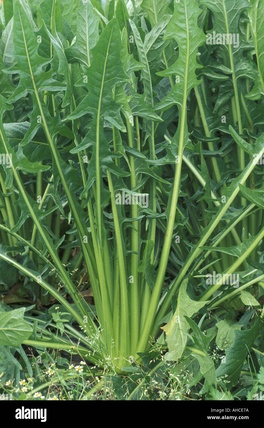 Chicory plant hi-res stock photography and images - Alamy