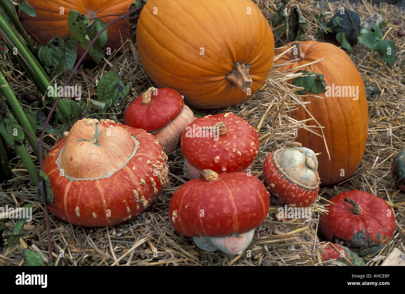 Cucurbita Pumpkin Italy Stock Photo