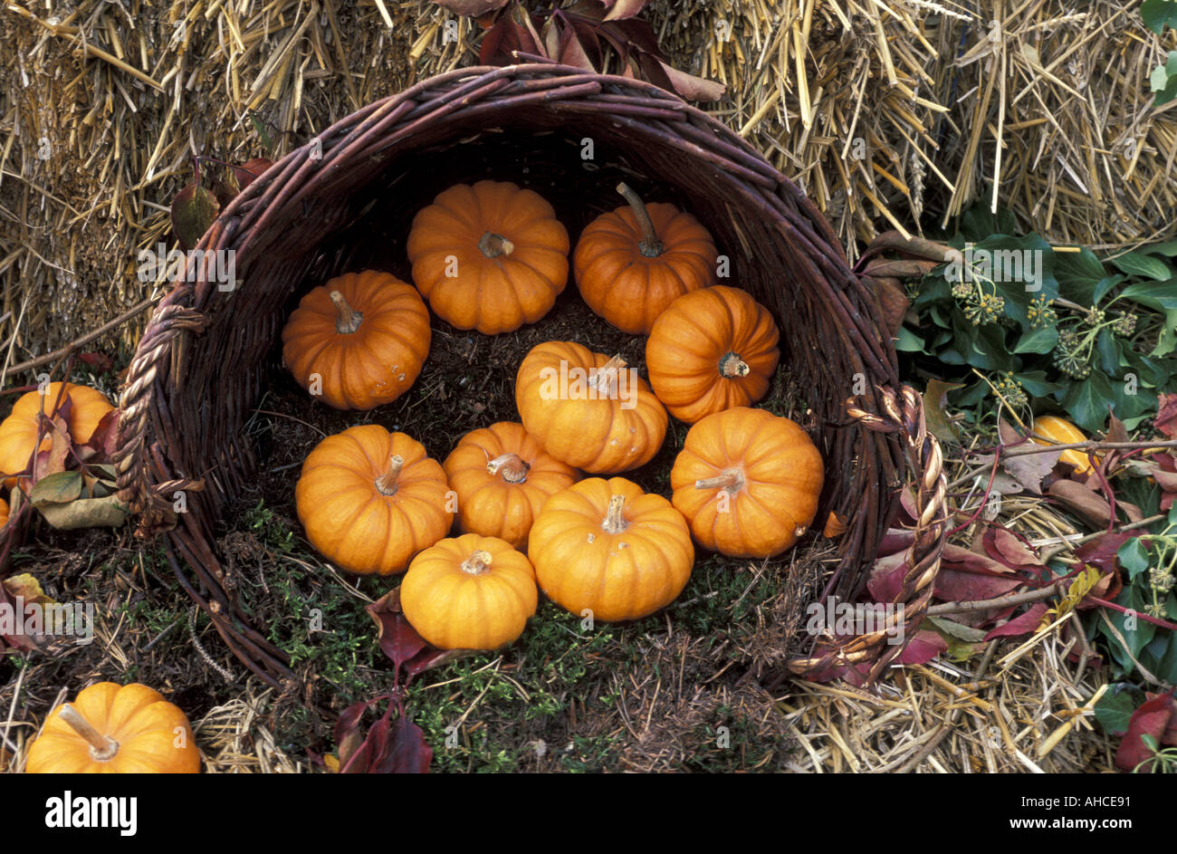 Cucurbita Pumpkins Italy Stock Photo