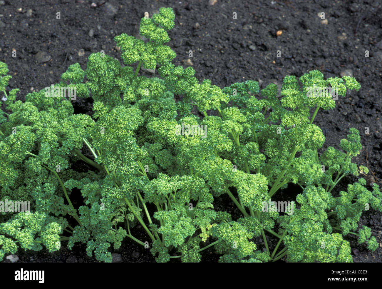 Petroselinum Hortense Parsley Italy Stock Photo