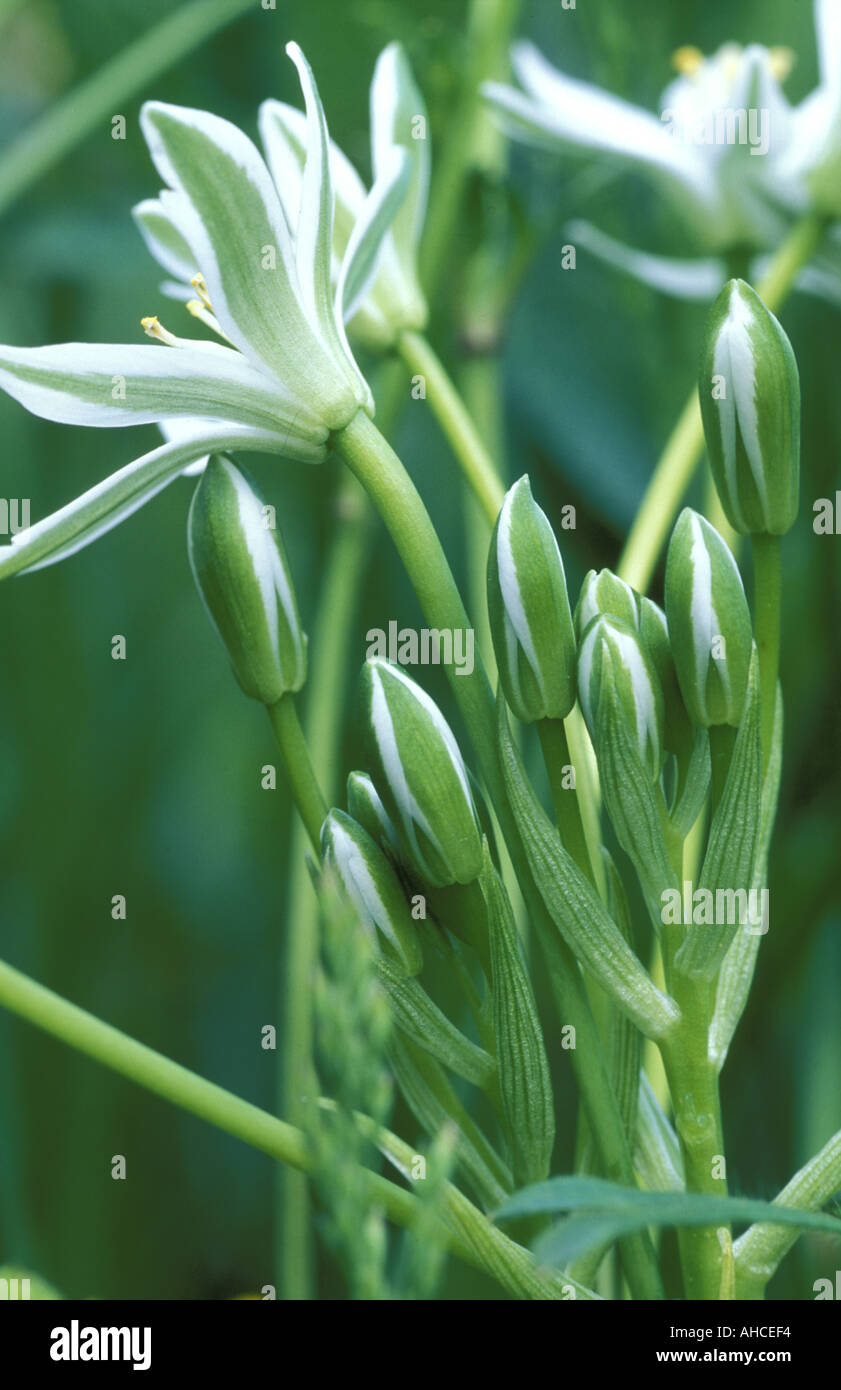Ornithogallum Umbellatum Italy Stock Photo