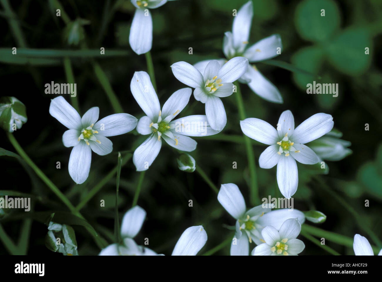 Ornithogallum Umbellatum Italy Stock Photo