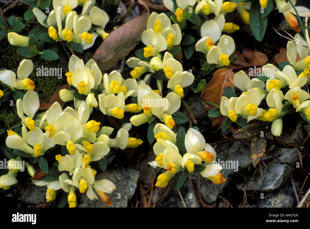 Polygala chamaebuxus italy hi-res stock photography and images - Alamy