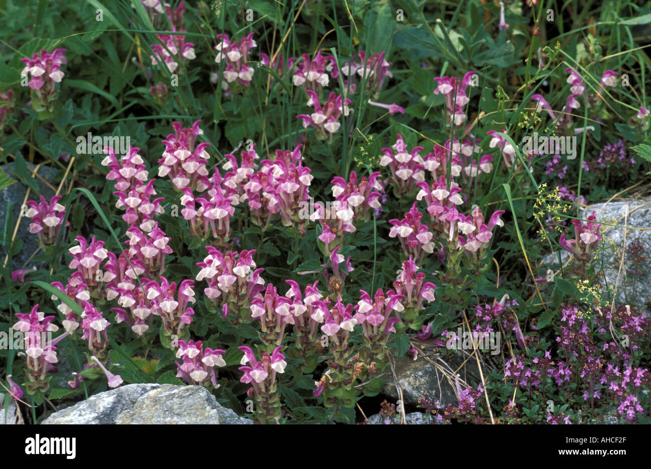 Scutellaria Alpina Alpi mountains Italy Stock Photo
