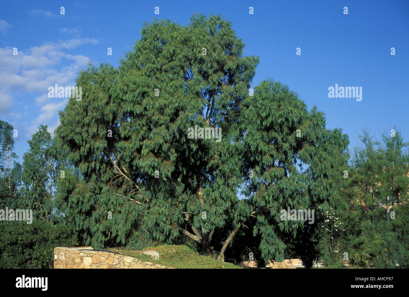 Eucalyptus Italy Stock Photos Eucalyptus Italy Stock - 