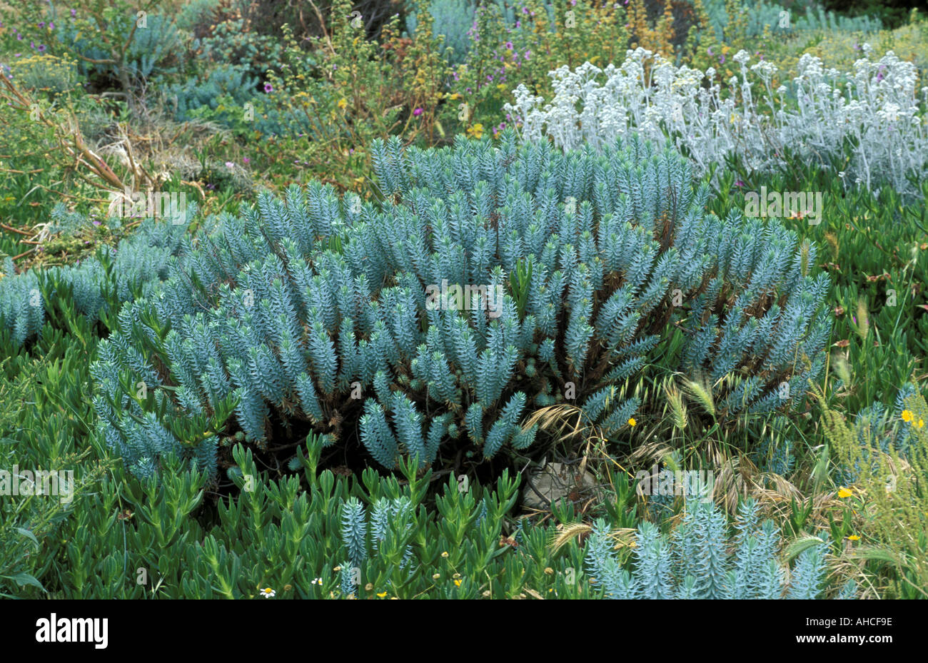 Euphorbia Pithyusa South Italy Italy Stock Photo