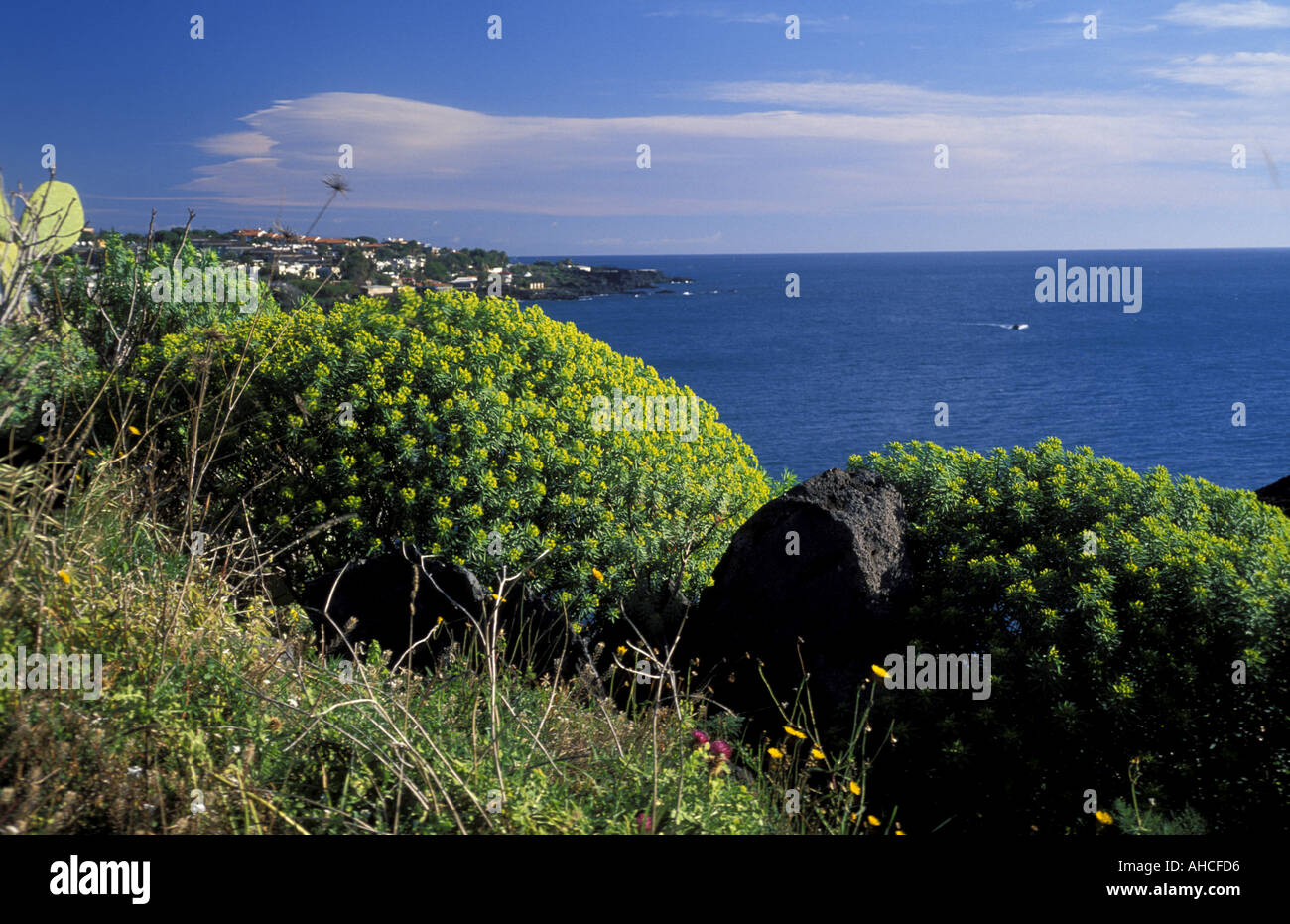 Euphorbia Dendroides South Italy Italy Stock Photo