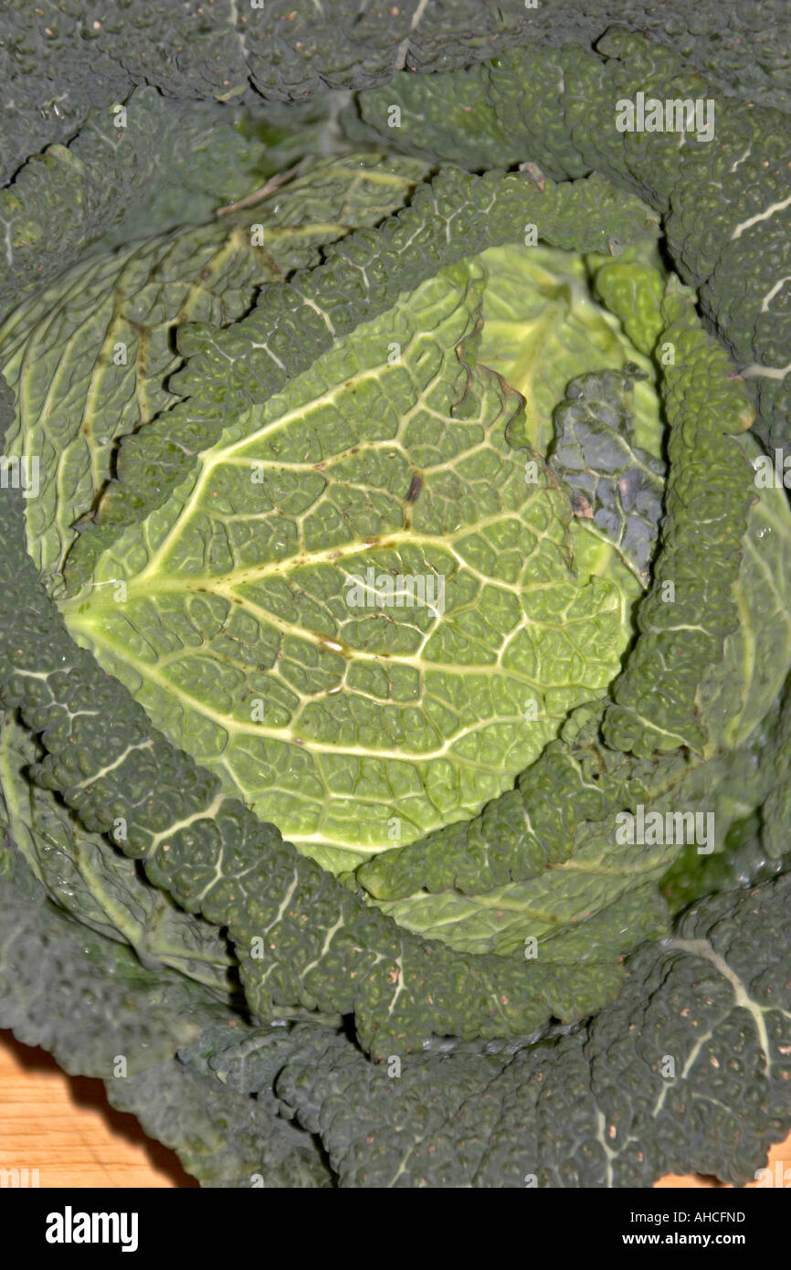 Winter cabbage green leaf vegetable leaves Stock Photo Alamy