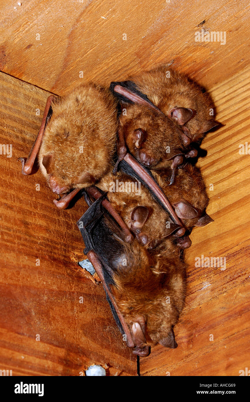 Young Bats Huddling Together To Sleep During The Day In Rafters Of Porch Floyd County Indiana