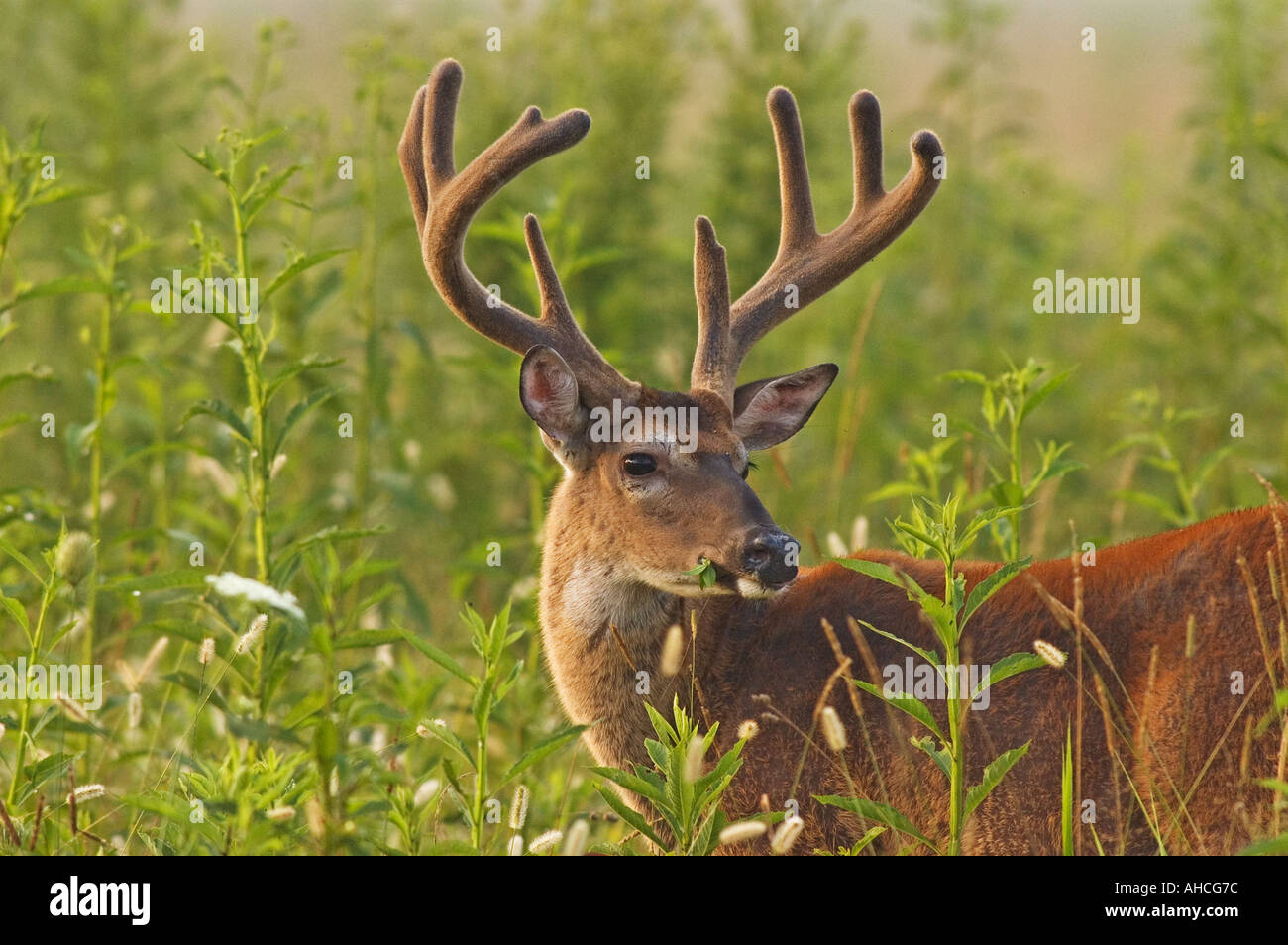 White tailed Deer Grazing in Cades Cove in the Great Smoky Mountains National Park in Tennessee