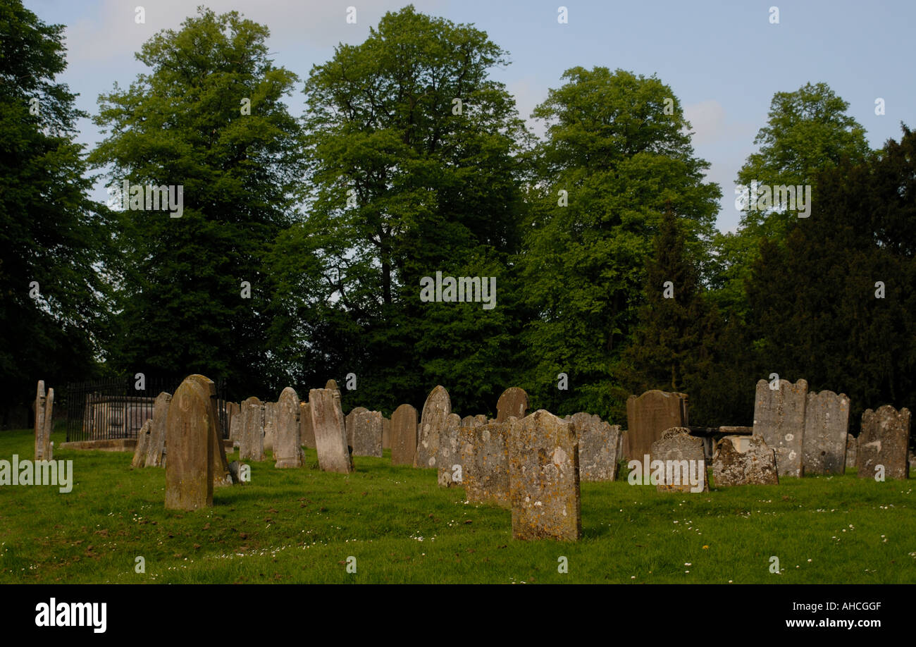 Lime or Linden Tilia vulgaris trees with spring leaves behind tombstones Stock Photo