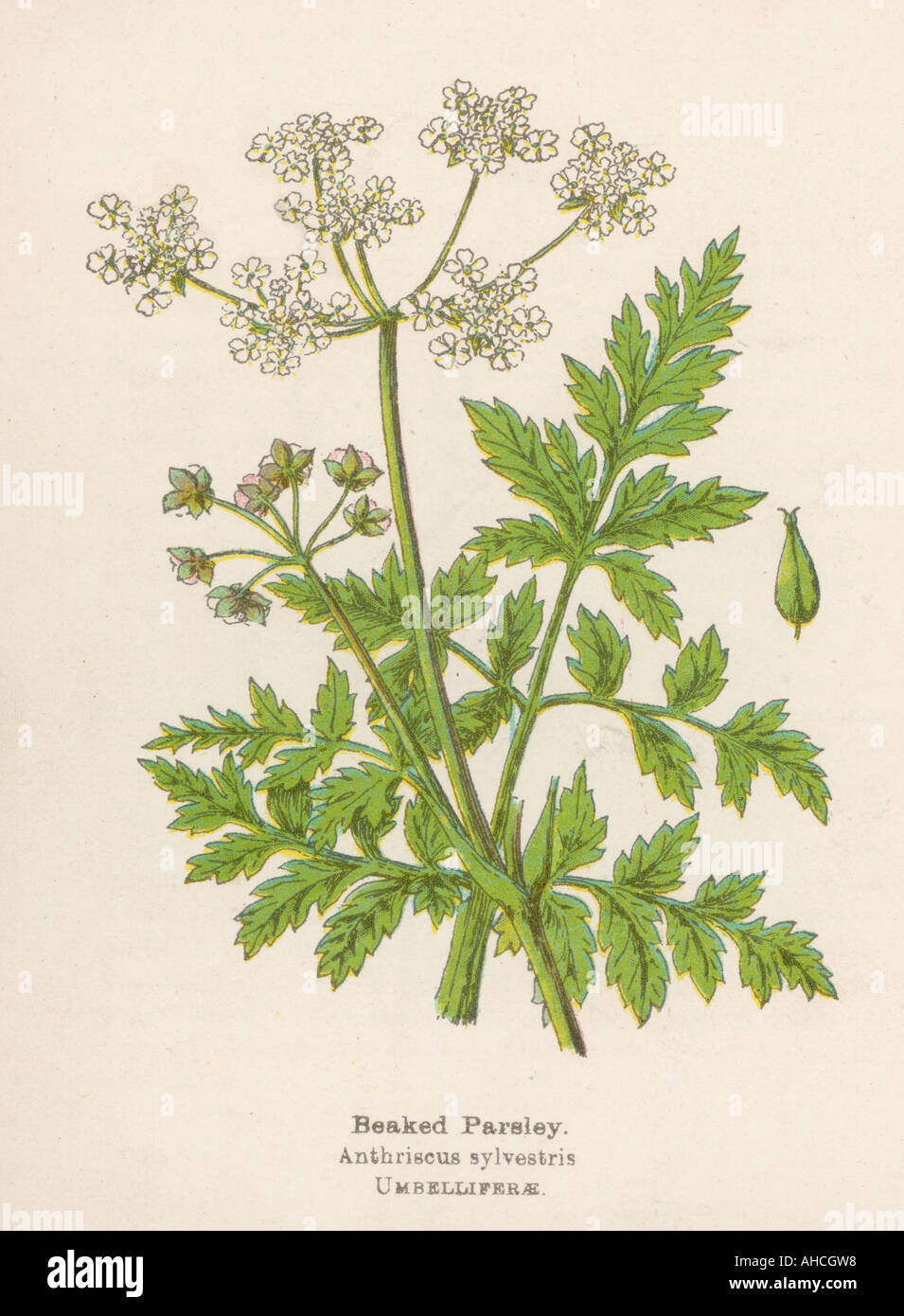 Plants sylvestris hi-res stock photography and images - Alamy