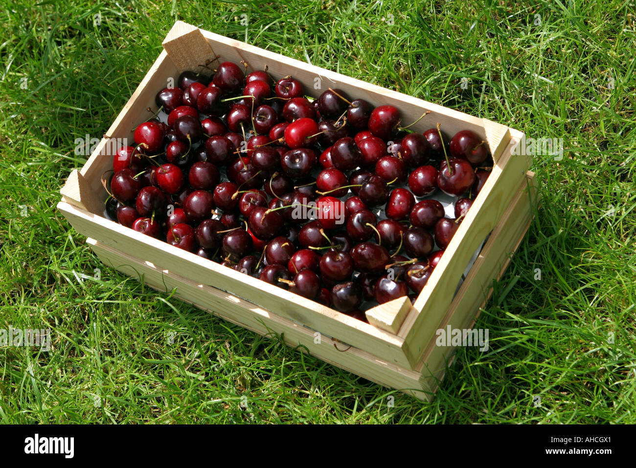 Freshly picked cherries in a wooden tray on grass Stock Photo