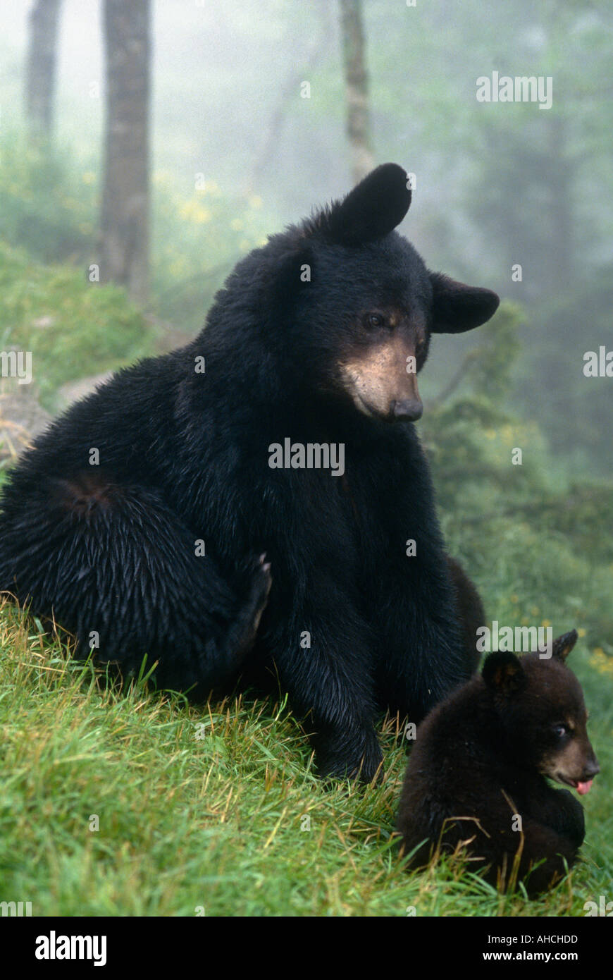 Bear blue ridge parkway hires stock photography and images Alamy