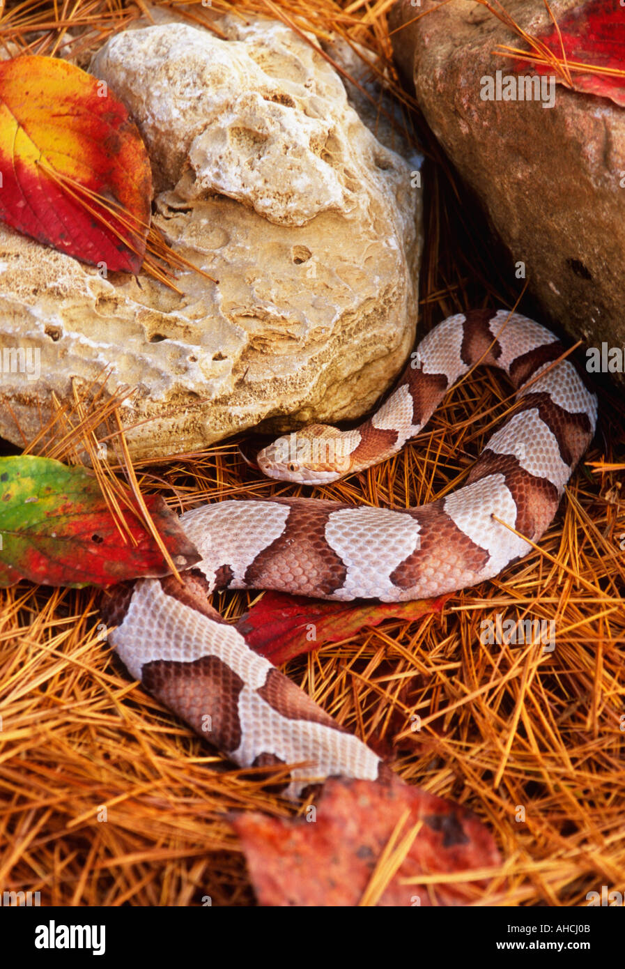 Southern Copperhead Agkistrodon contortrix Amid Pine Needles Harrison