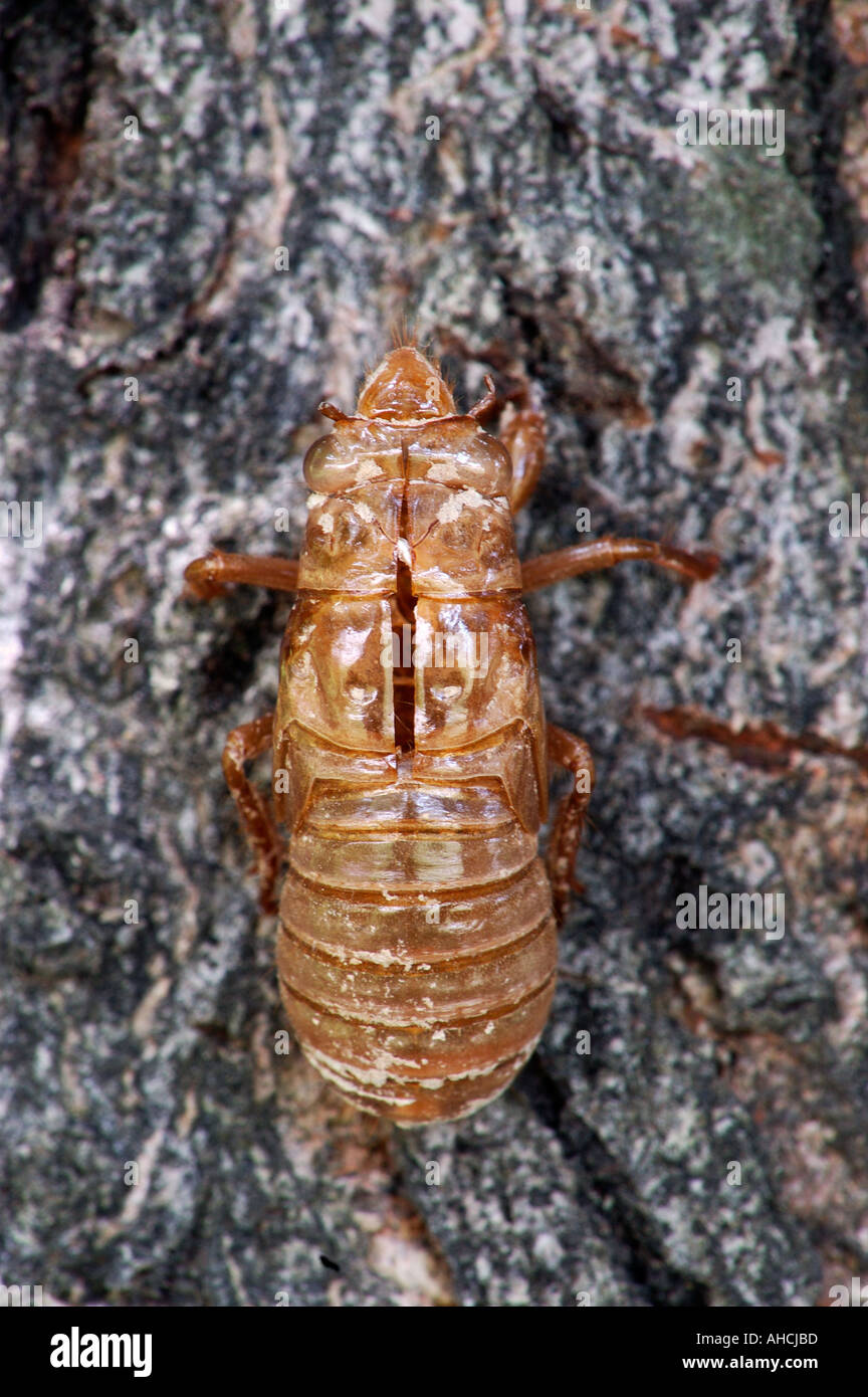 Periodical Cicada Magicicada spp Empty Nymphal Skin Showing Split In Shell Stock Photo