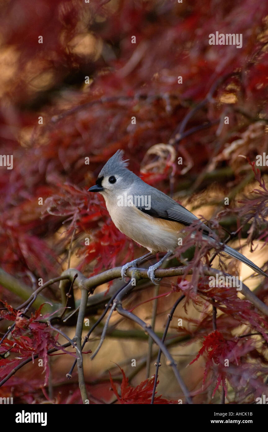 Tufted Titmouse Parus bicolor Perched In Japanese Maple Stock Photo