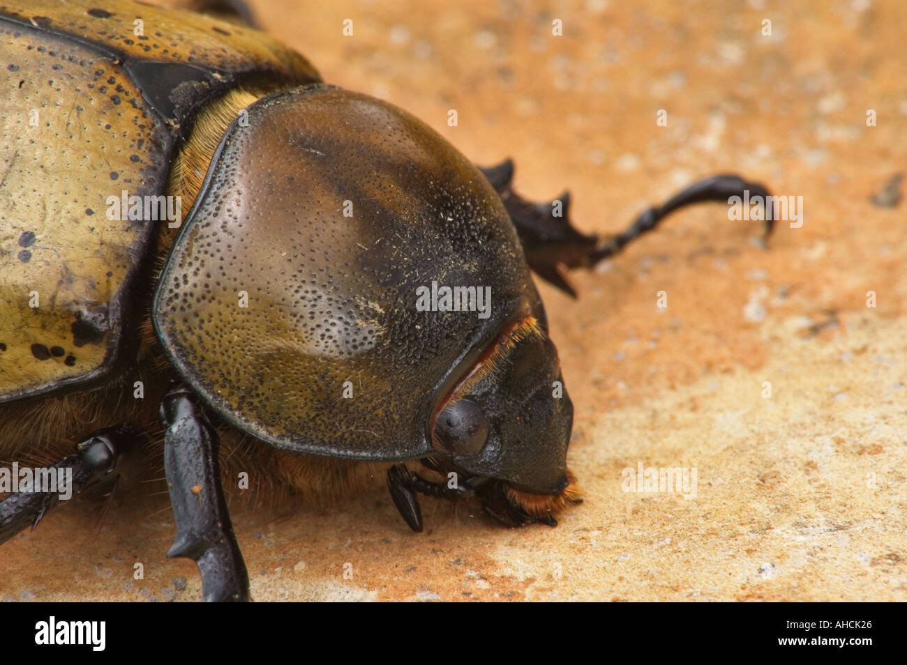 Large Scarab Beetle Close up of Head Southern Indiana Stock Photo