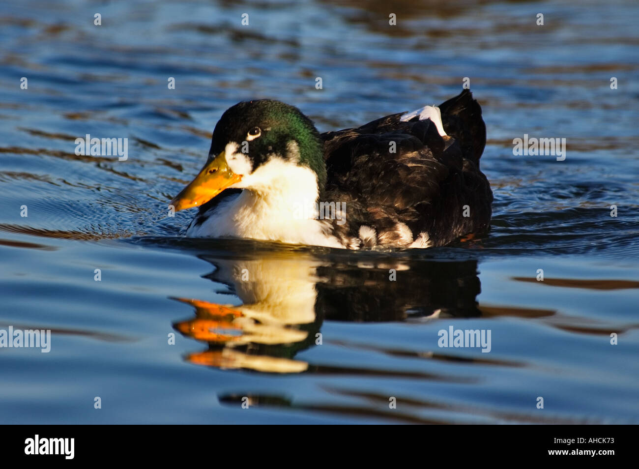 Mixed Breed Duck and Reflection in Water Stock Photo