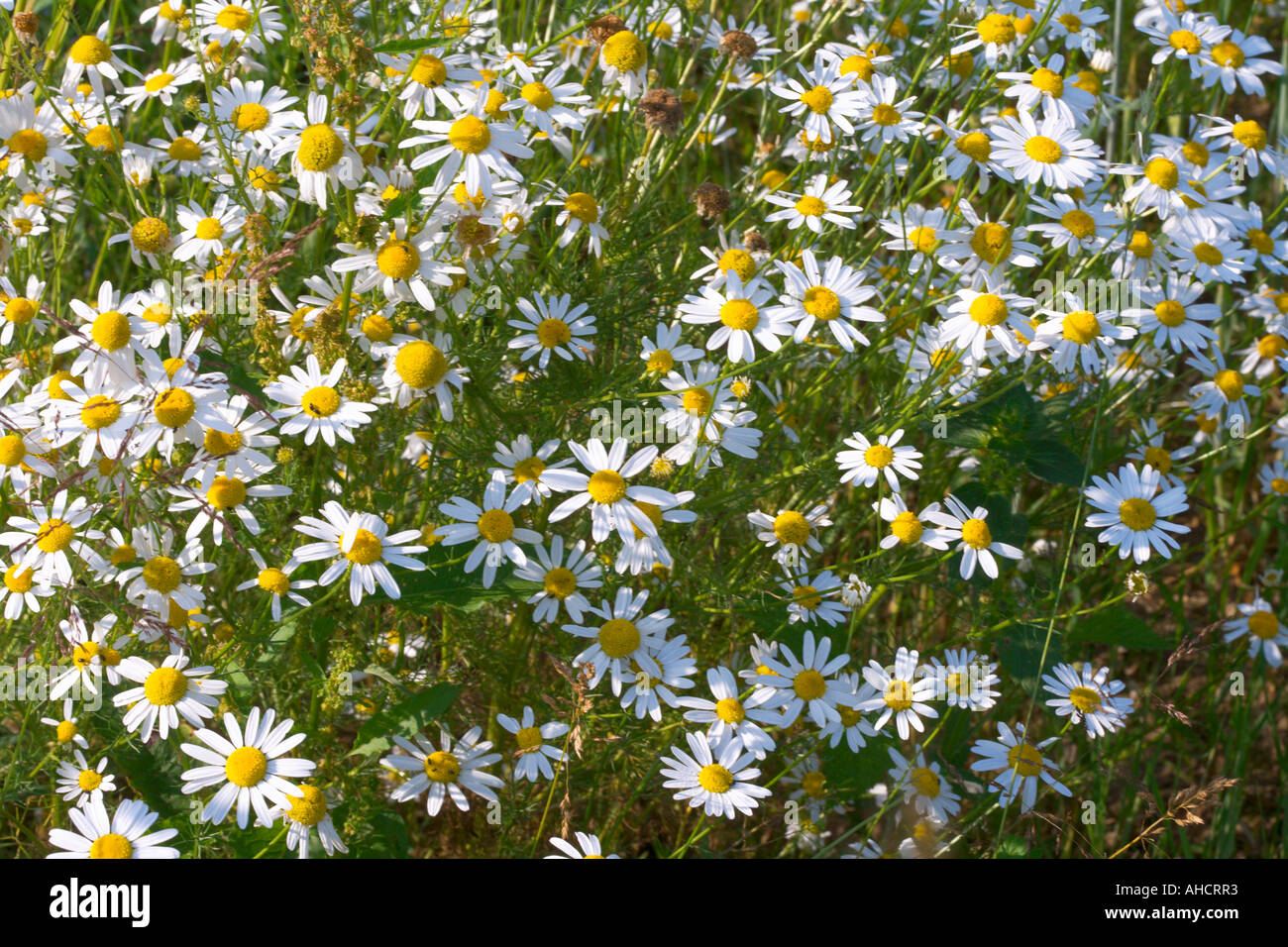 FIELD OF WILD FLOWERS Stock Photo - Alamy