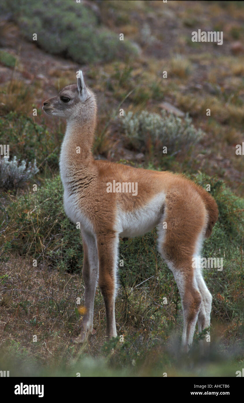 Young Guanaco ,Torres del Paine national park,  Chile Stock Photo