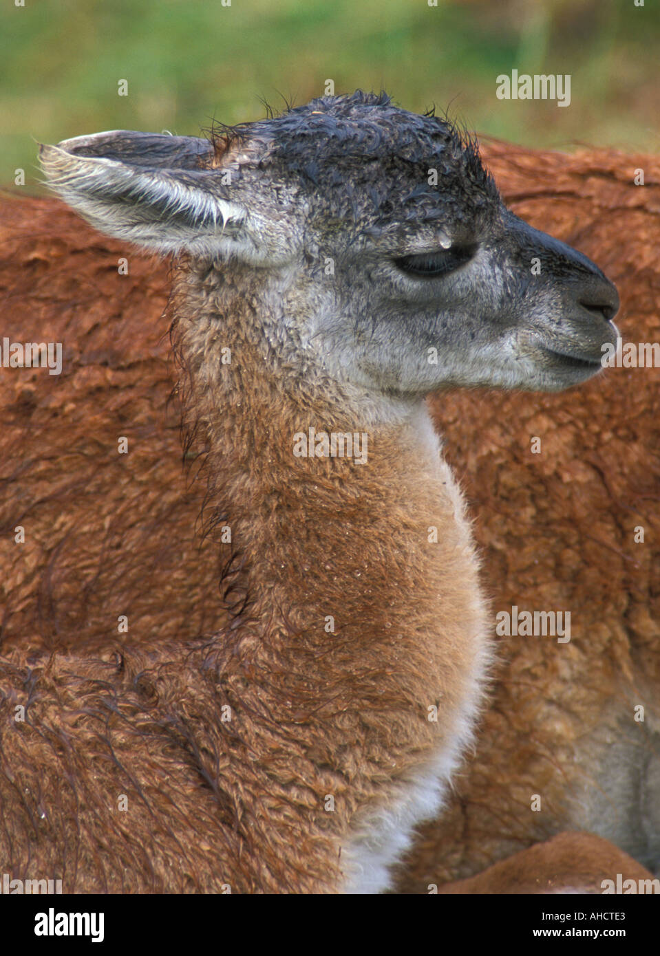 Young Guanaco  sitting at mothers side with rain drop on eyelid Stock Photo