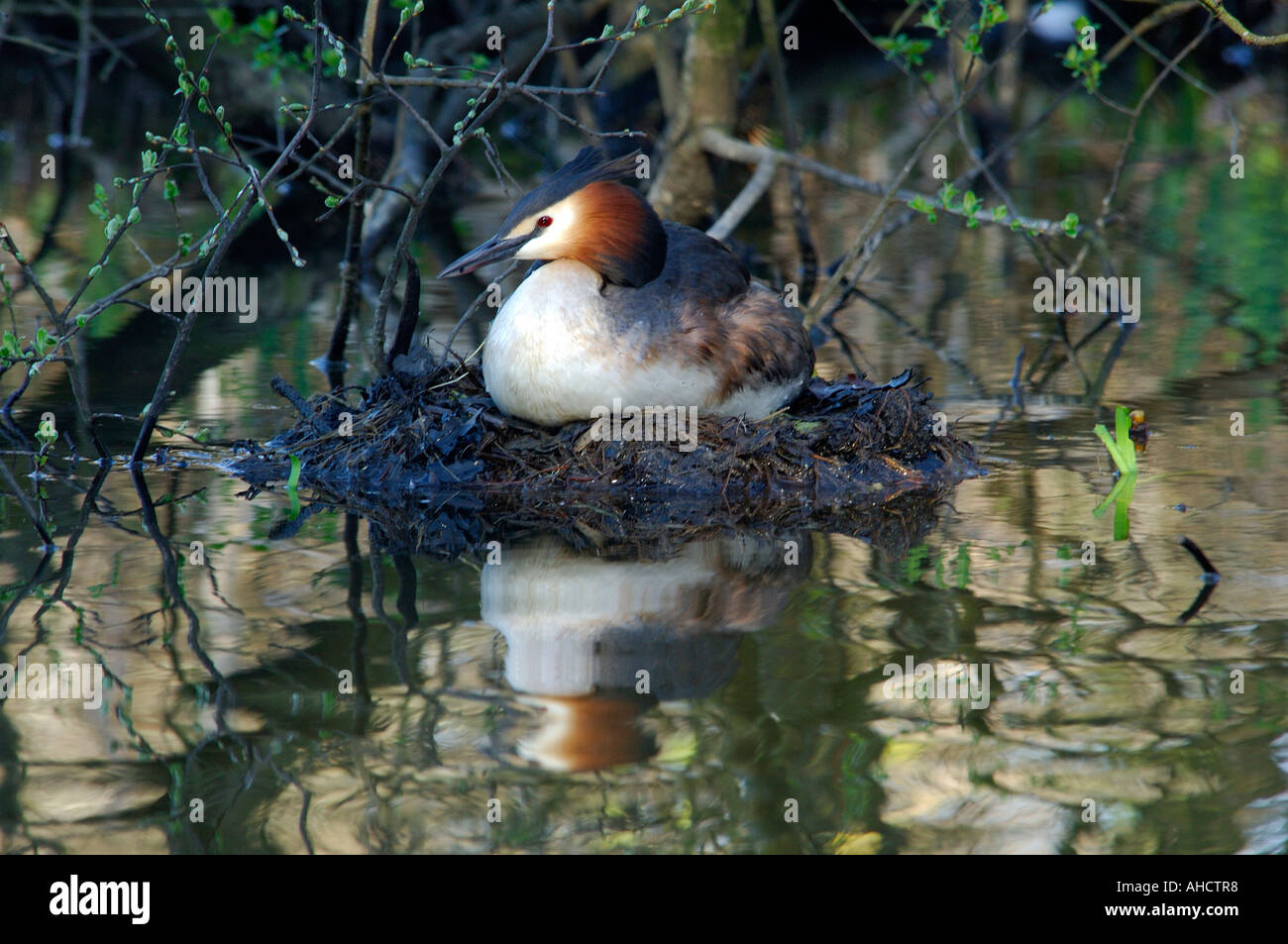 Great Crested Grebe Podiceps cristatus sitting on the nest in the early morning sun keeping eggs warm Stock Photo