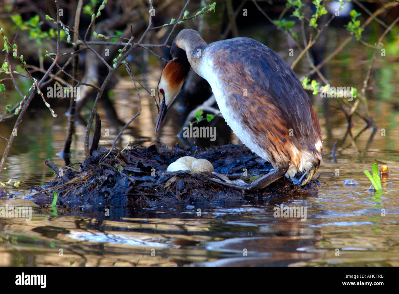 Great Crested Grebe Podiceps cristatus sitting on the nest in the early morning sun turning its eggs Stock Photo