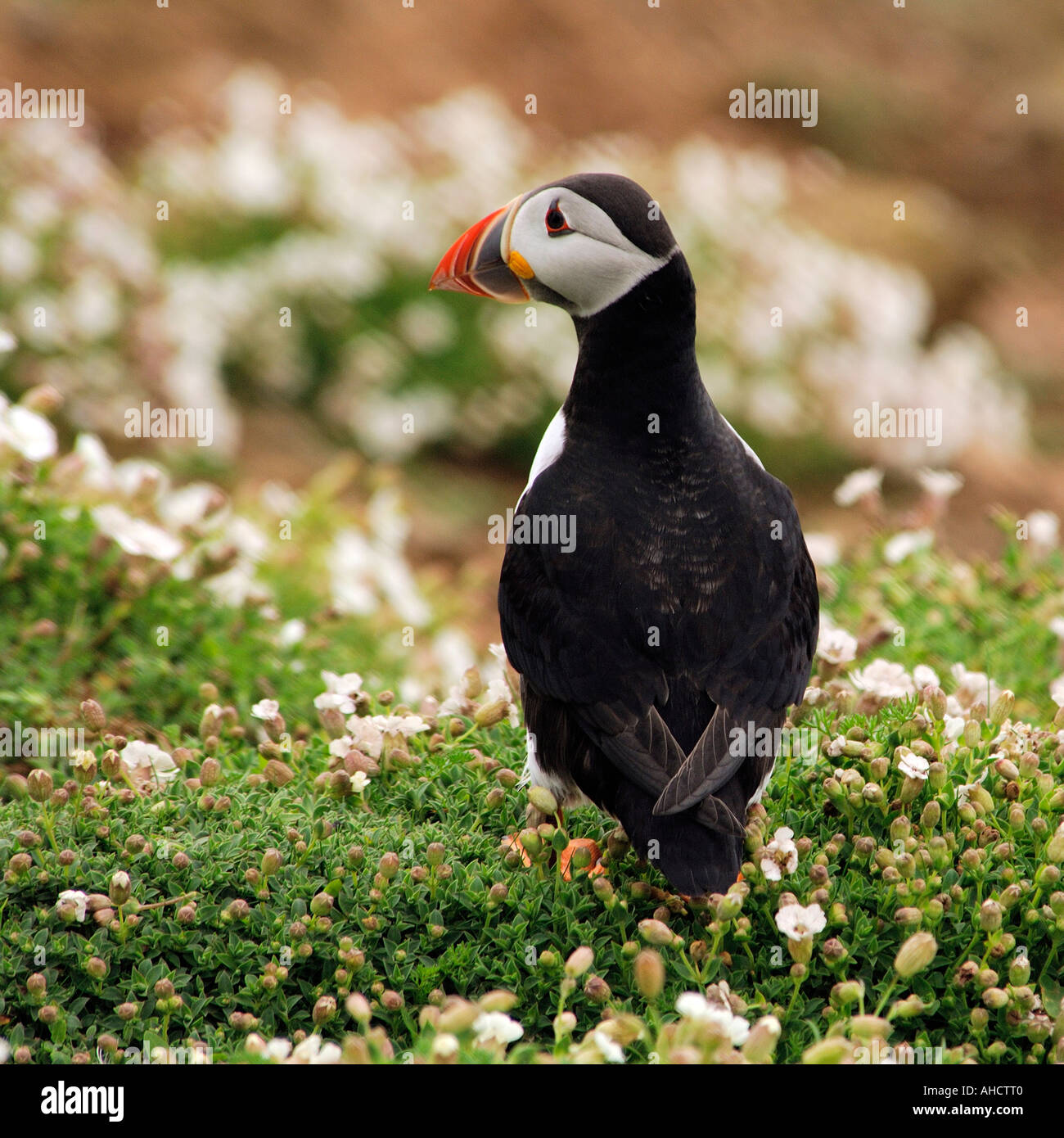 Close up and detailed image single Atlantic Puffin Fratercula arctica standing on grass surrounded by white spring flowers Stock Photo