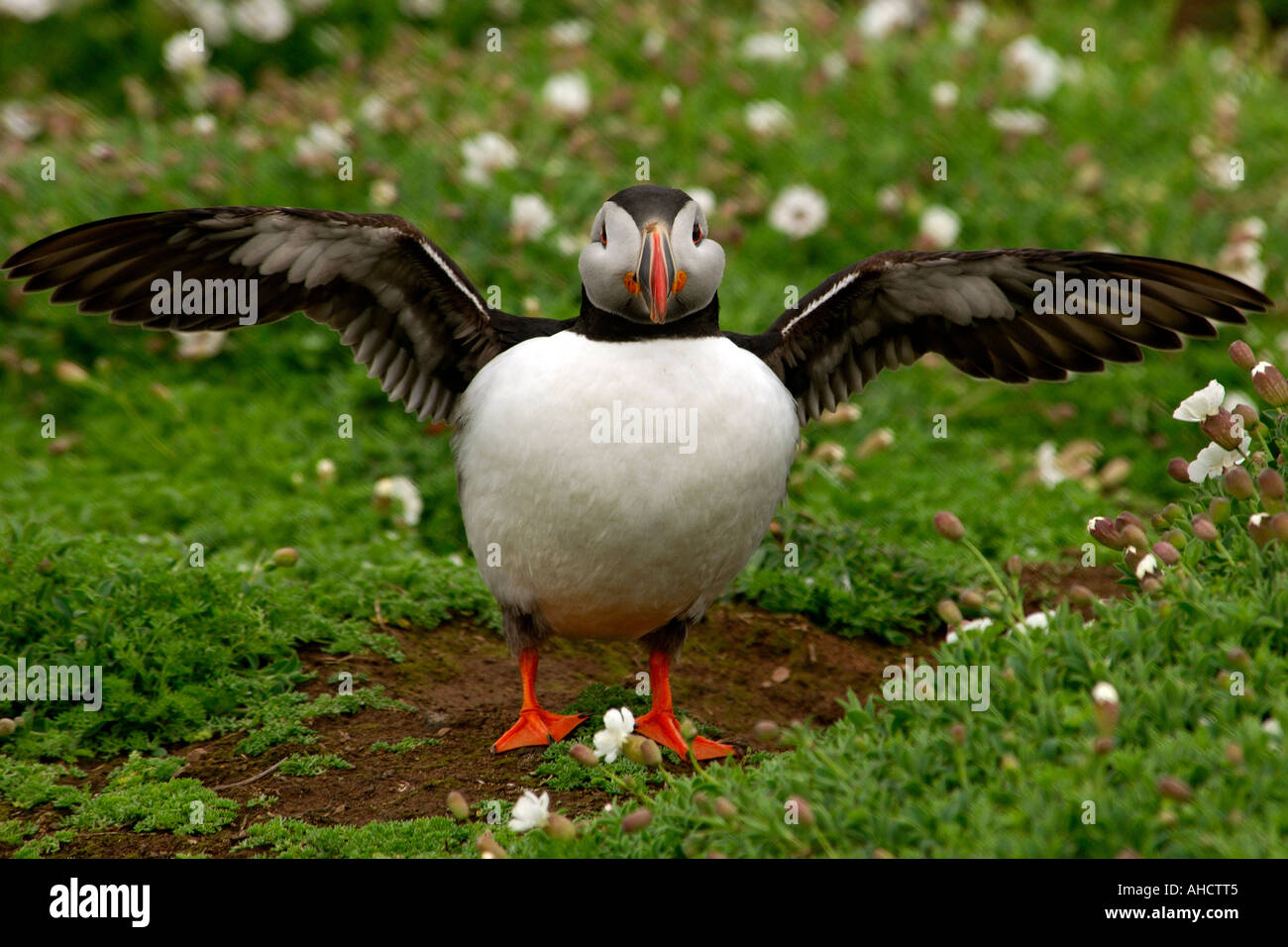Tightly framed image of an adult Atlantic Puffin Fratercula arctica standing by its burrow flapping its wings Stock Photo