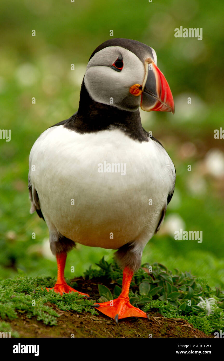 Full portrait of a Single Atlantic Puffin Fratercula arctica standing by its burrow Stock Photo