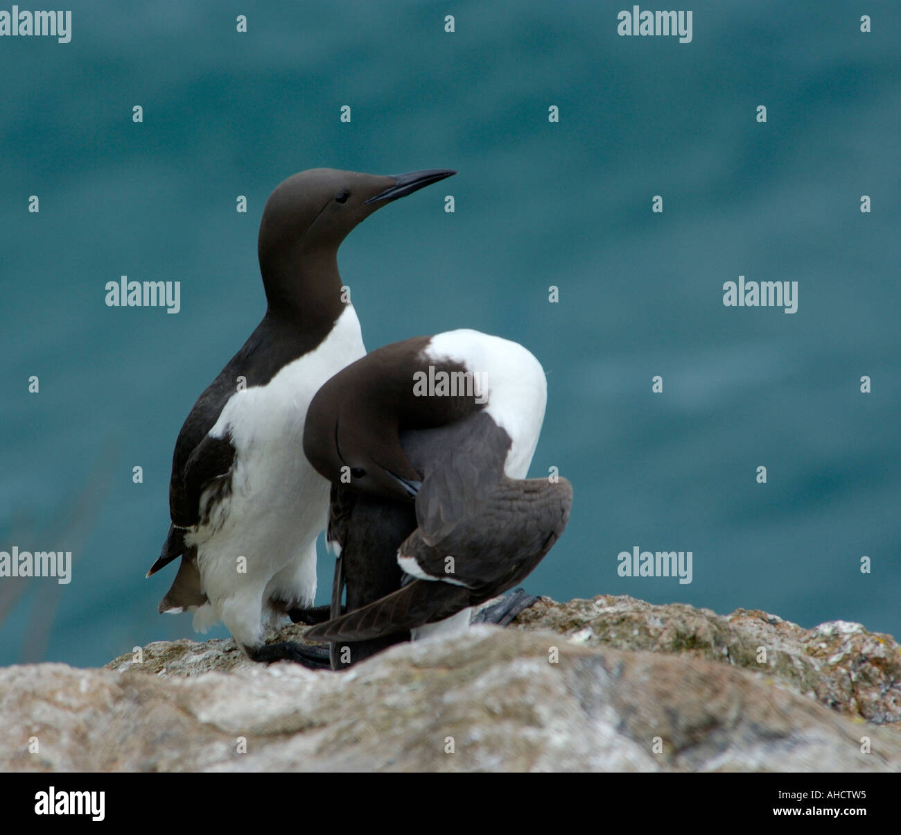 Pair of guillemots Uria aalge perched on a clifftop high above the sea Stock Photo