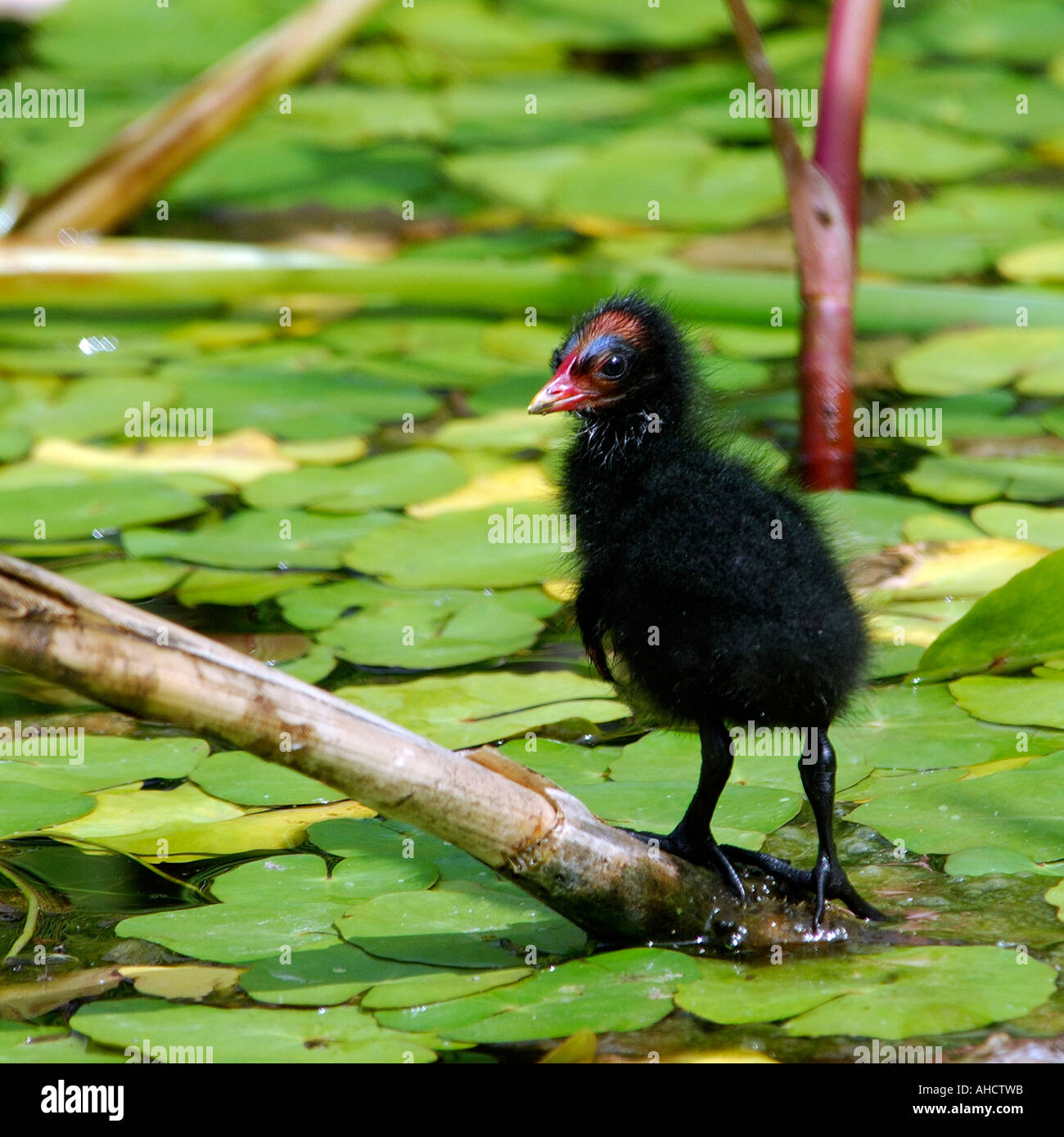 Square format image of baby Moorhen chick Gallinula chloropus standing on a twig amongst water lillies looking at camera Stock Photo