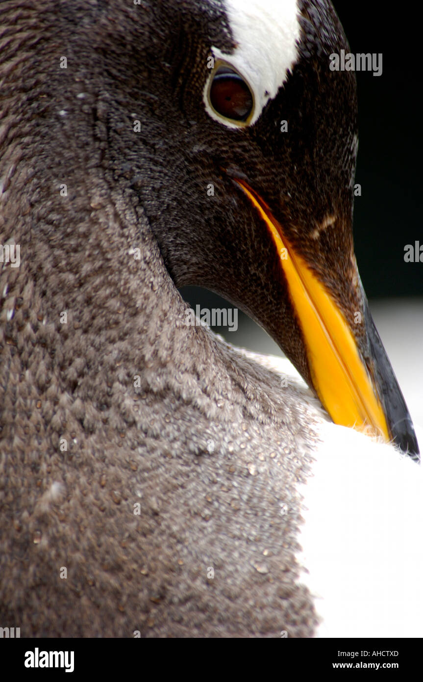 Close up portrait of Gentoo Penguin Pygoscelis papua looking at camera with beak tucked into its body feathers Stock Photo