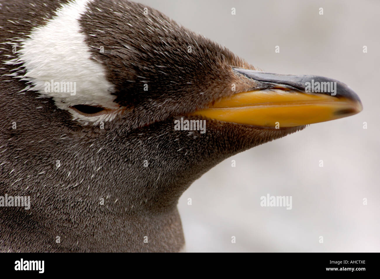 Close up portrait of young Gentoo Penguin Pygoscelis papua looking at camera Stock Photo