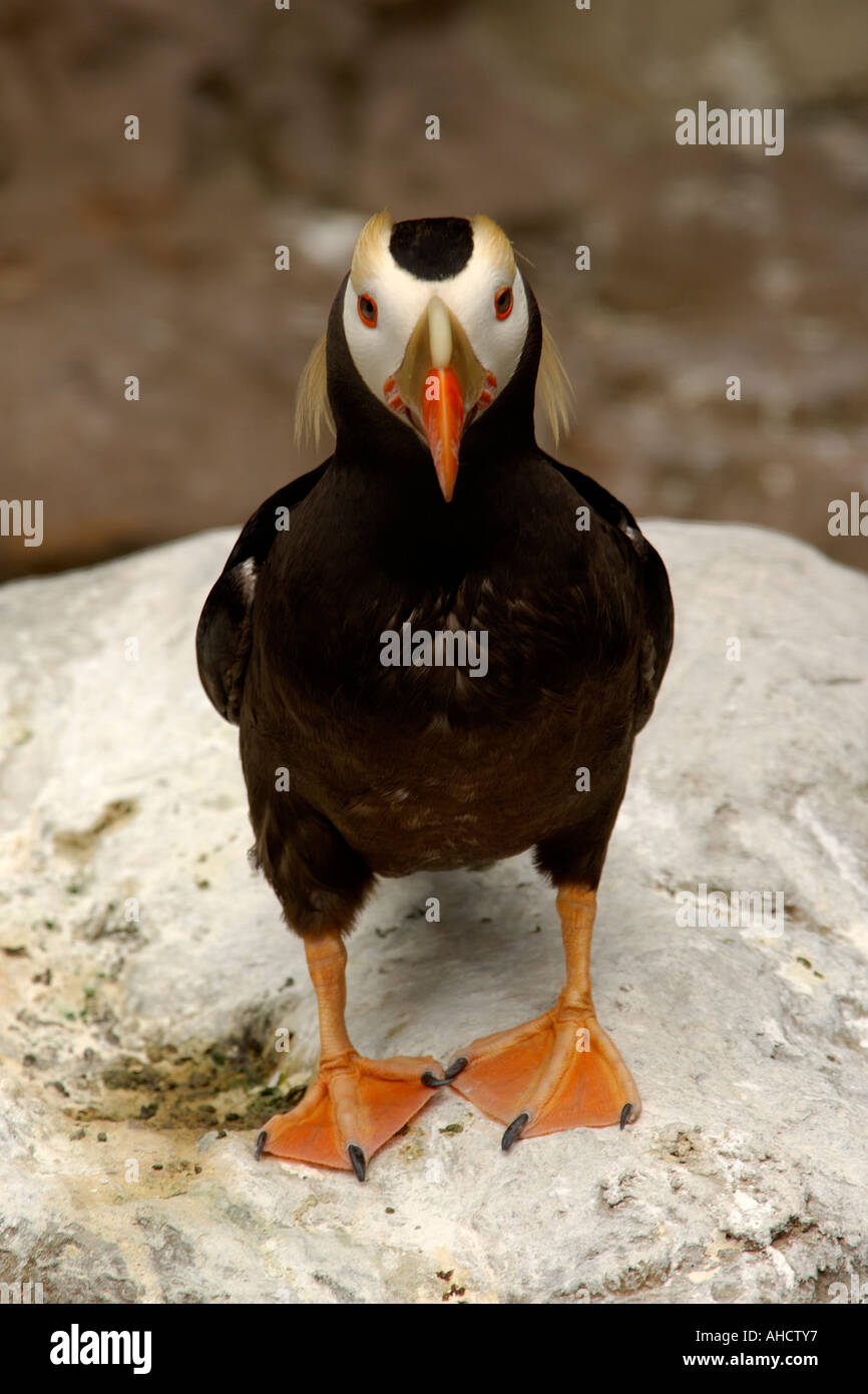 Tufted Puffin Fratercula cirrhata standing on a cliff face looking towards camera Stock Photo