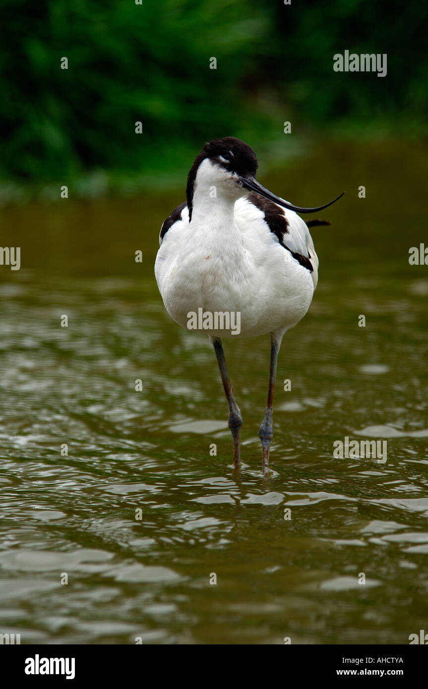 Pied Avocet Recurvirostra avosetta wading in shallow water beside a grassy bank Stock Photo